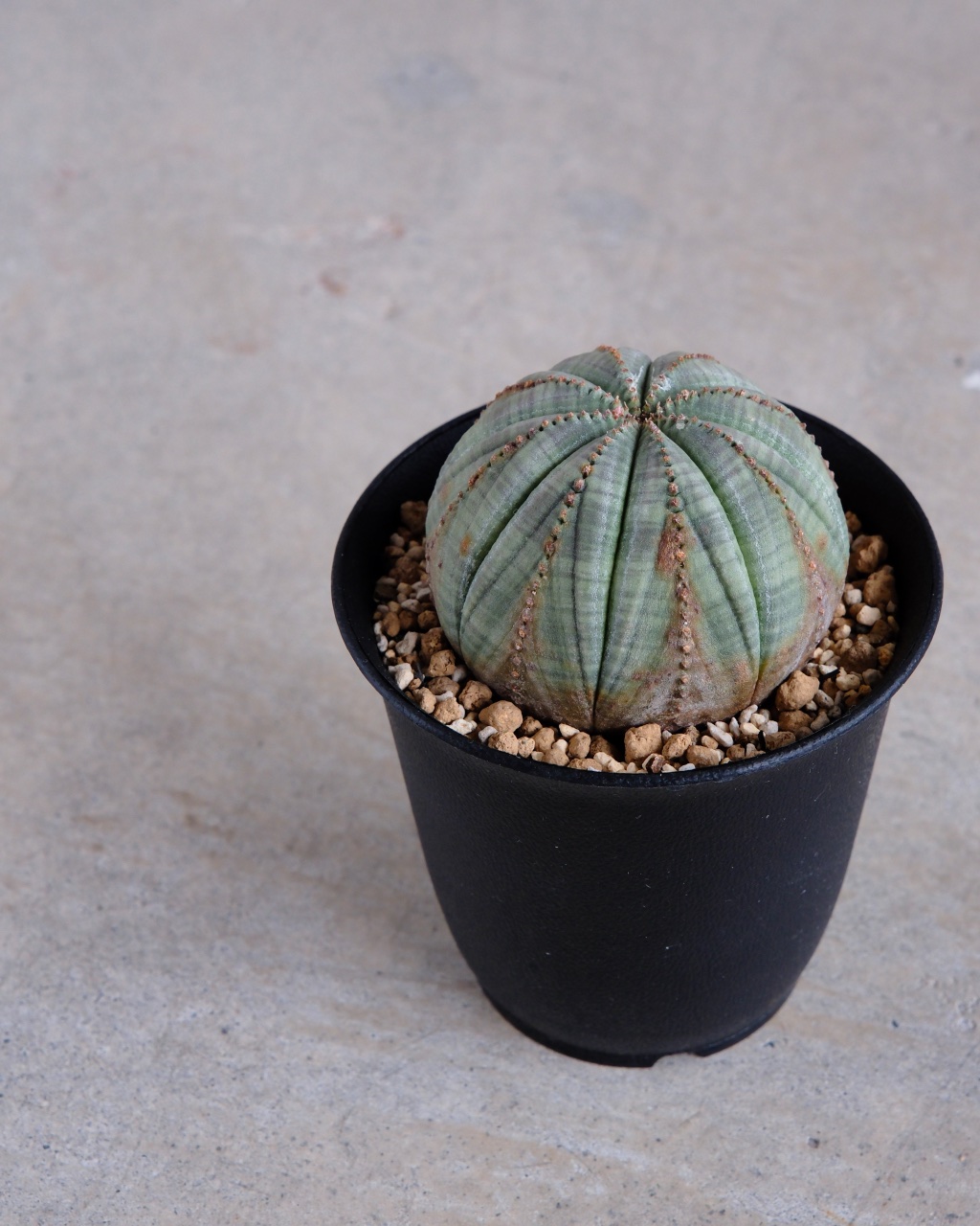 【木質化】ユーフォルビア・オベサ 丸型 Euphorbia obesa - 画像 (5)
