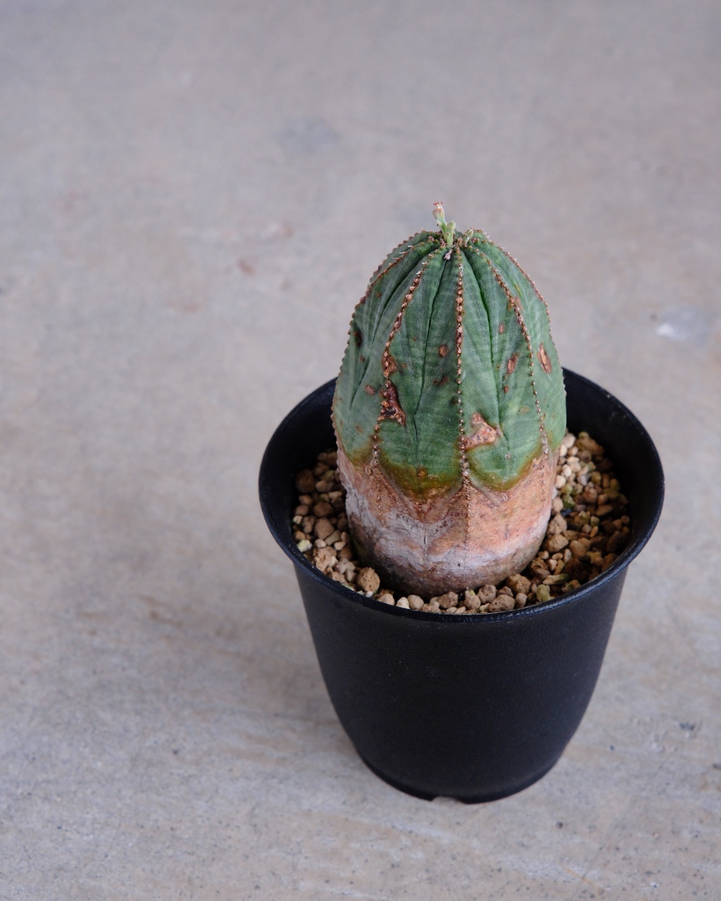 【オールド】ユーフォルビア・オベサ Euphorbia obesa - 画像 (5)