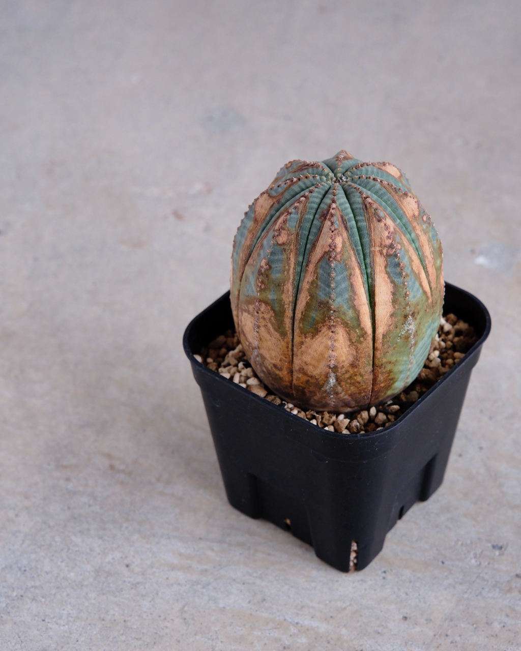【木質化】ユーフォルビア・オベサ Euphorbia obesa - 画像 (5)