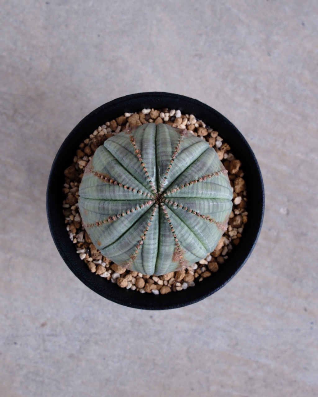 【木質化】ユーフォルビア・オベサ 丸型 Euphorbia obesa - 画像 (6)