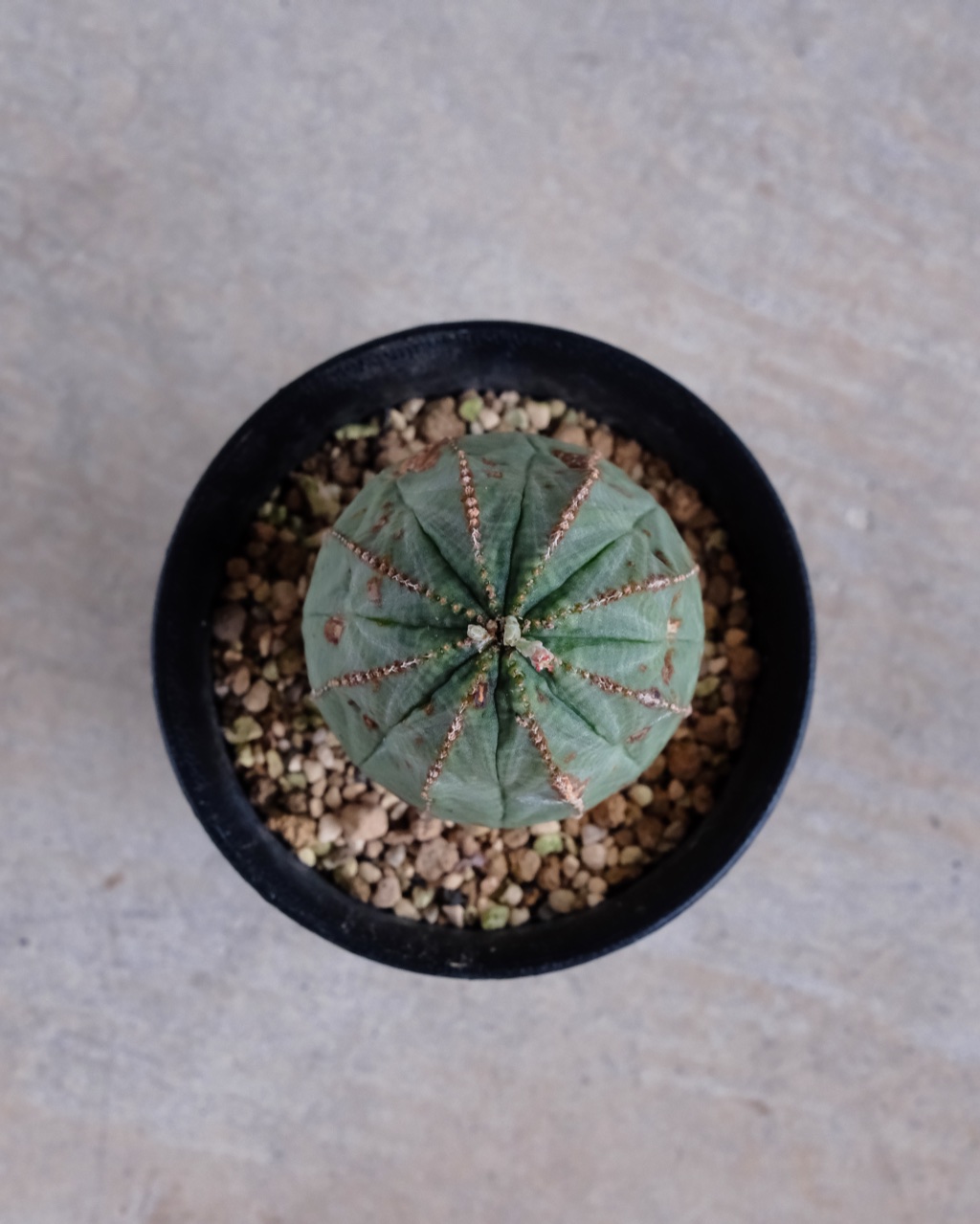 【オールド】ユーフォルビア・オベサ Euphorbia obesa - 画像 (6)