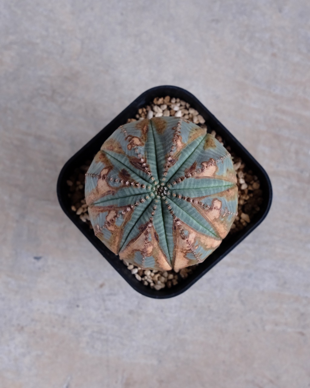【木質化】ユーフォルビア・オベサ Euphorbia obesa - 画像 (6)
