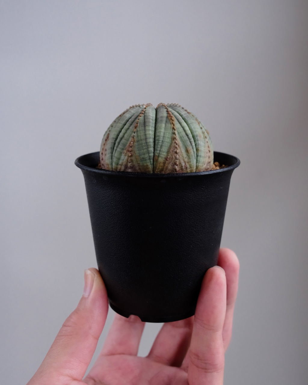 【木質化】ユーフォルビア・オベサ 丸型 Euphorbia obesa - 画像 (7)