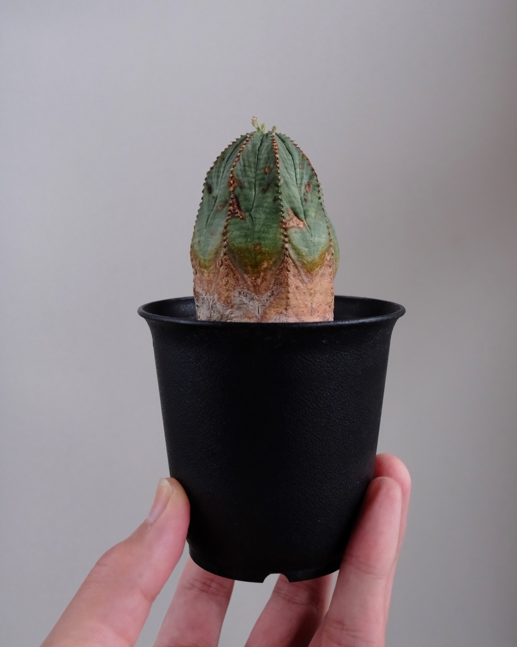 【オールド】ユーフォルビア・オベサ Euphorbia obesa - 画像 (7)