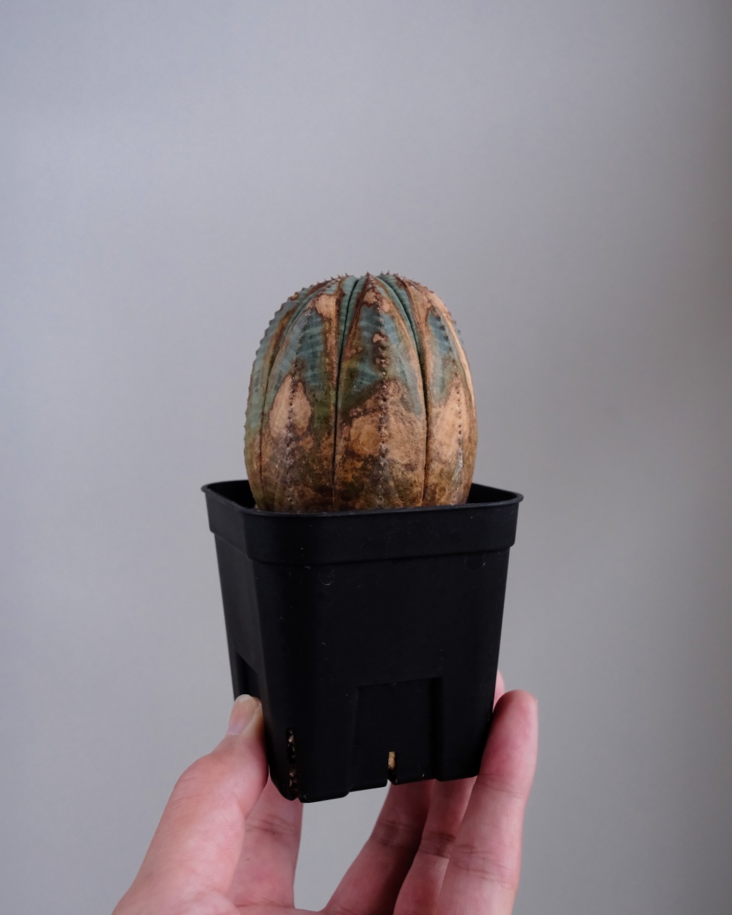 【木質化】ユーフォルビア・オベサ Euphorbia obesa - 画像 (7)