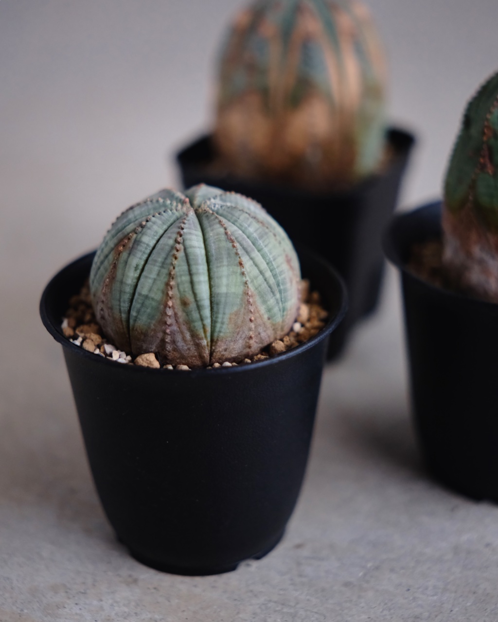 【木質化】ユーフォルビア・オベサ 丸型 Euphorbia obesa - 画像 (8)
