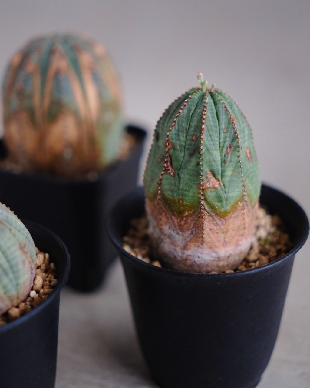【オールド】ユーフォルビア・オベサ Euphorbia obesa - 画像 (8)