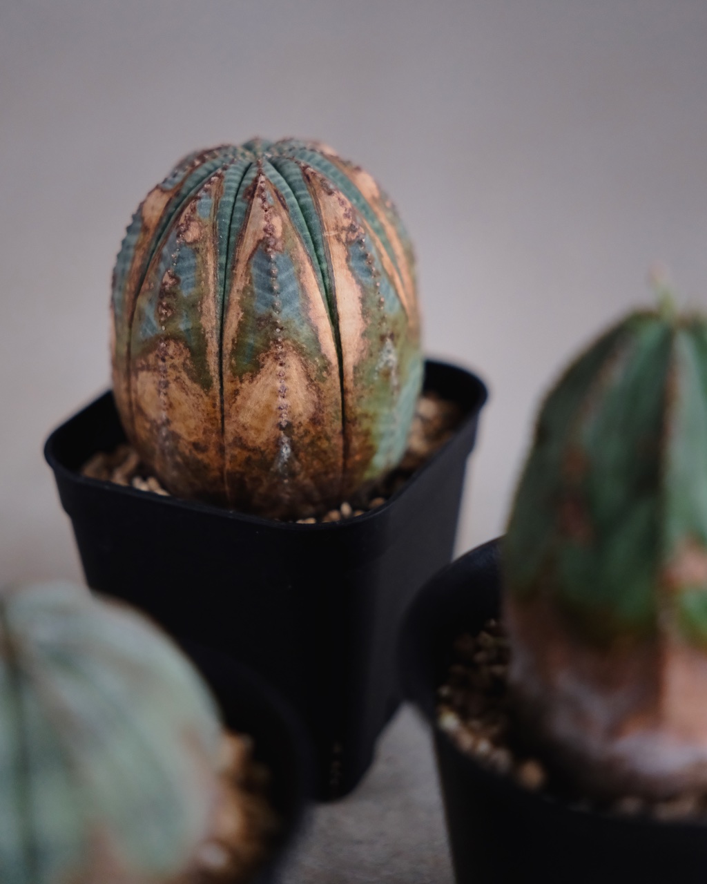 【木質化】ユーフォルビア・オベサ Euphorbia obesa - 画像 (8)